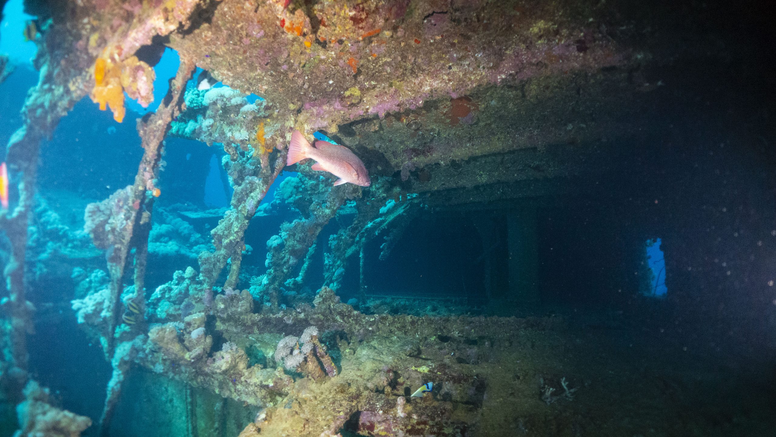 Shipwreck Iona